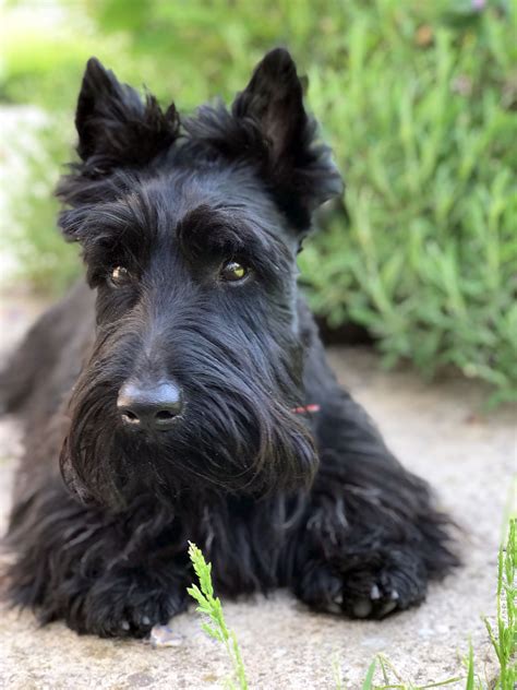 230 twin dog names – Artofit
