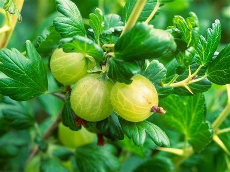 How To Grow Currants And Gooseberries In Your Container Garden ⋆ Htgt