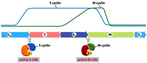 cell cycle and cancer Flashcards | Quizlet