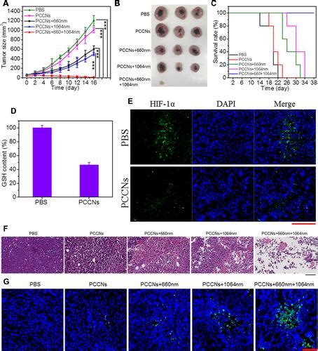 Full Article Tumor Microenvironment Modulated Nanozymes For Nir Ii