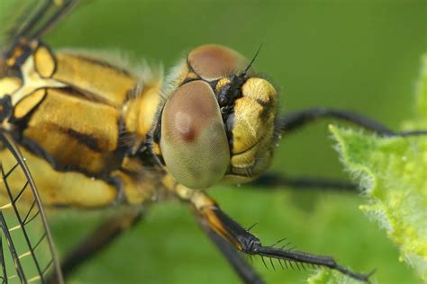 jasa pembasmi serangga semarang profesional imf pest control