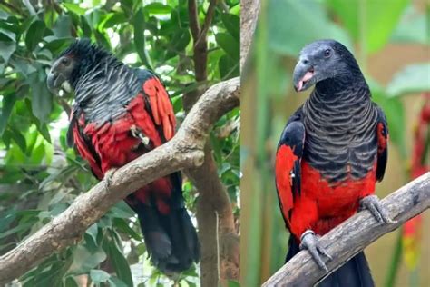 13 Facts About Dracula Parrots With Photos Bird Feeder Hub