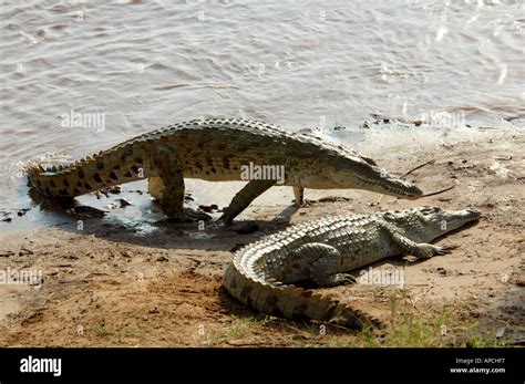 Two Crocodiles up of river Stock Photo - Alamy