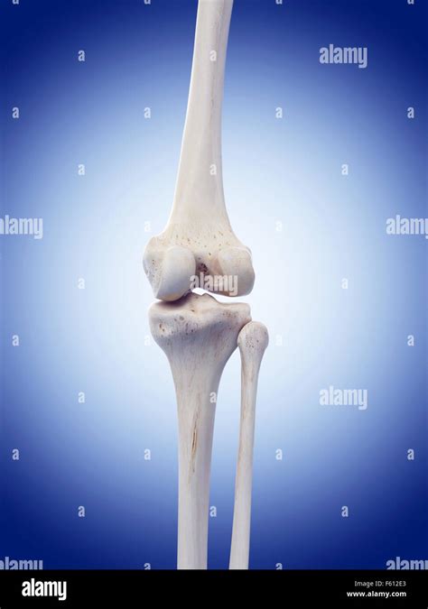 Medically Accurate Illustration Of The Knee Joint Stock Photo Alamy