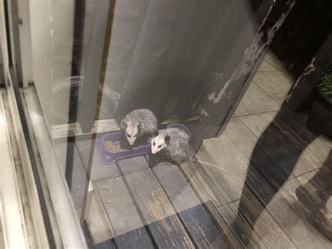 Got These Two Babes Helping Themselves To Cat Snacks From Earlier R Opossums