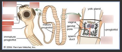 Clade Cestoda: Tapeworms : Full Mount Diagram | Quizlet