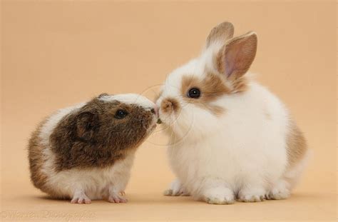 Pin On Guinea Pigs