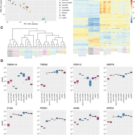 Transcriptomic Analysis Demonstrates A Microglial Signature For Download Scientific Diagram