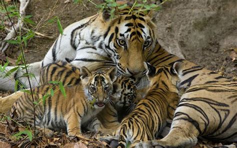 Bandhavgarh National Park Once Known For Highest Tiger Density Is In News Again Three Of The