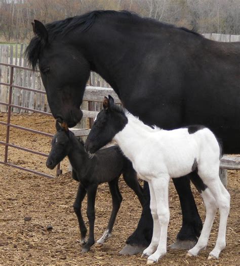 Twin Foals born at Twin Valley Ranch