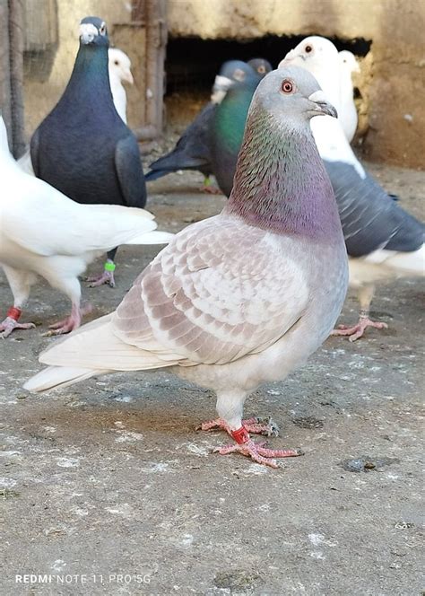 Pin by Duthilleul Camille on Pigeons in 2024 | Pigeon loft design ...