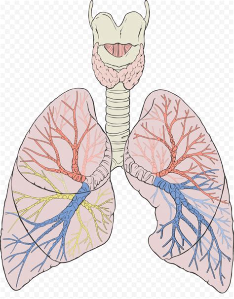 Lungs Lung Trachea Bronchus Image Anatomy Vector Citypng