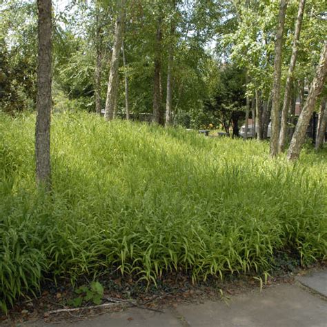 Chasmanthium Latifolium Perennial Resource