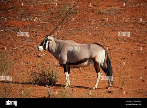 Kalahari Gemsbok National Park Hi Res Stock Photography And Images Alamy