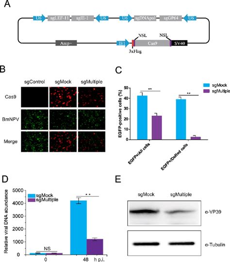 CRISPR Cas9 Mediated Multiplex Gene Editing Impairs BmNPV Replication