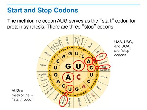 Ribosomes And Protein Synthesis Ppt Download