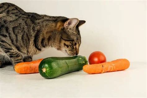 Can Cats Eat Vegetables Expert Advice Bella Duke Raw Food