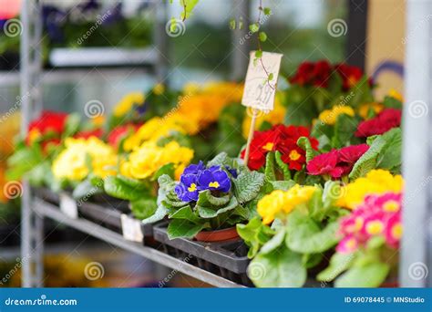 Beautiful Colorful Flowers Sold In Outdoor Flower Shop Stock Image