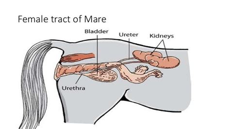 Pictures Of The Female Horse Reproductive System - PictureMeta