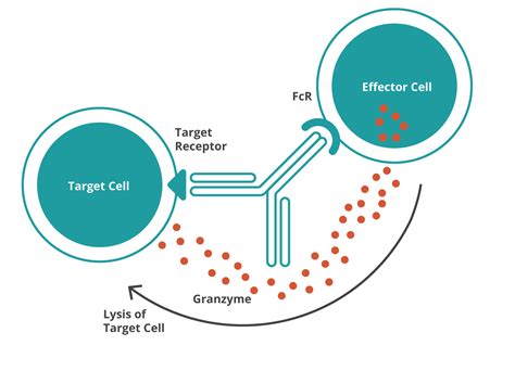 Adcc And Cdc Assay Validation And Optimization Bioagilytix