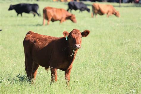 American Cattle Inventory On The Rise Texas Farm Bureau