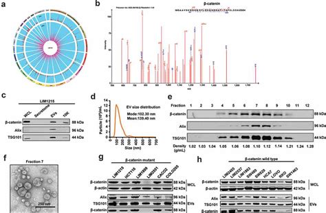 Characterisation Of Evs Derived From Lim Crc Cells A The Circos