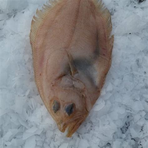 Witch Sole Brighton Newhaven Fish Sales