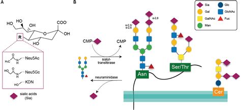 Frontiers Sialylation And Galectin In Microglia Mediated