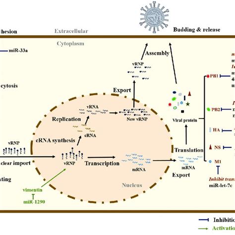 Microrna Regulation Of The Influenza Virus Life Cycle Archain 1