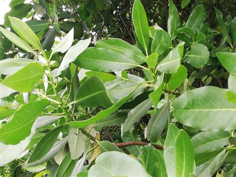 CARACTERÍSTICAS Y CUIDADOS DEL ÁRBOL DE CANELO