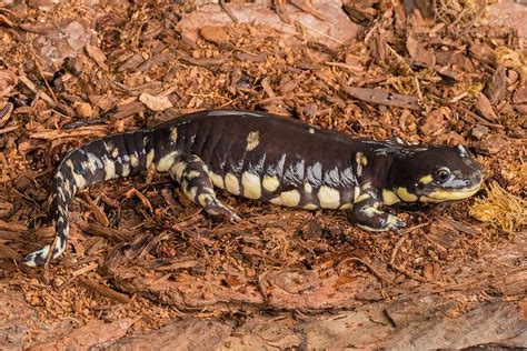 a black and yellow lizard laying on the ground