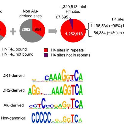 Alu Subfamilies In Human Genome Hg18 With HNF4a Binding Sites