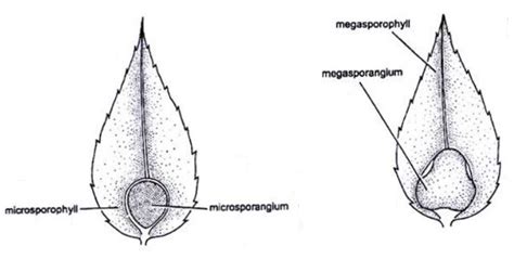 Pteridophytes MCQ Free PDF Objective Question Answer For