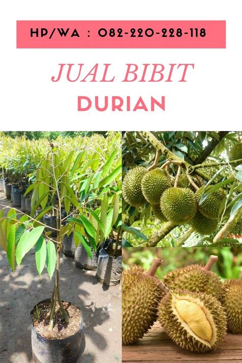 Cara Tanam Pokok Durian Dari Biji Pokokgempi