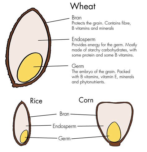 Diagram Of A Grain