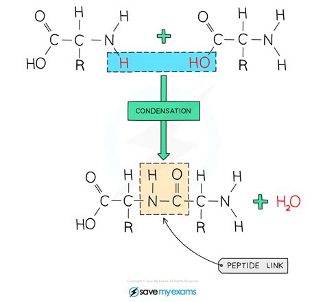 Proteins Cie Igcse Chemistry Revision Notes Save My Exams