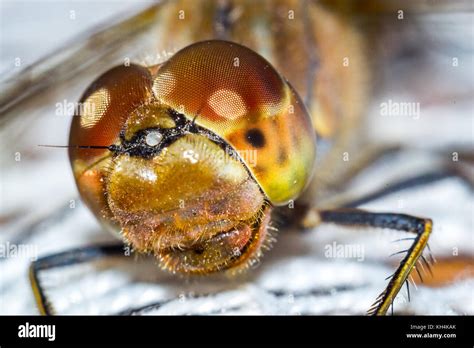 Head Of Dragonfly Stock Photo Alamy