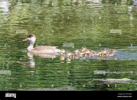 Red Crested Pochard Netta Rufina Female Swimming On A Lake With