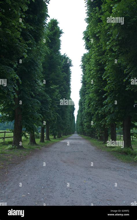 Tree Lined Avenue Hi Res Stock Photography And Images Alamy