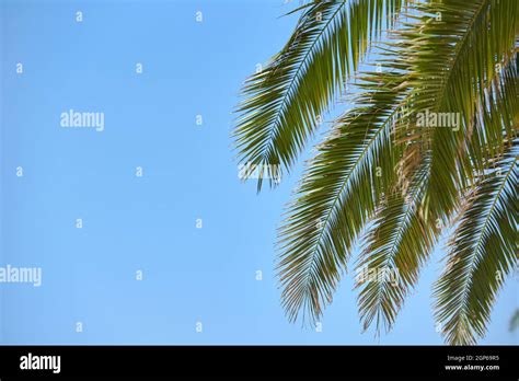 Bright Branches Of Palm Trees On Blue Sky With Copy Space Stock Photo