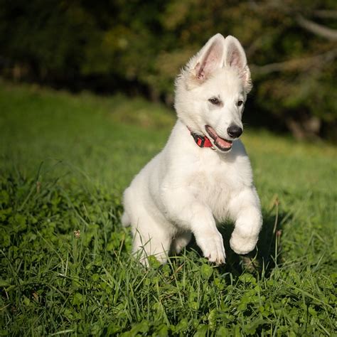 Švicarski Beli Ovčar Berger Blanc Suisse White Swiss Shepherd Dog