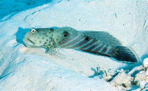 Harlequin Prawn Goby From Wadi El Gemal Hamata Eg Ba Ma Eg Ba Eg