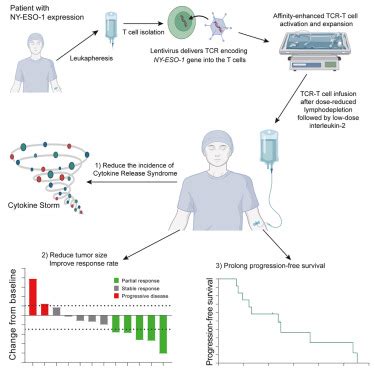 Phase Clinical Trial To Assess Safety And Efficacy Of Ny Eso