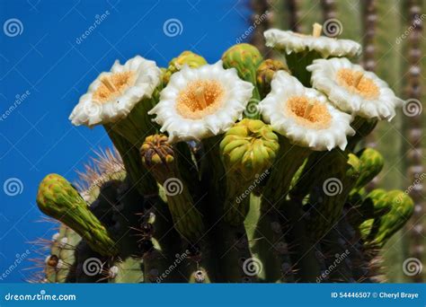 Saguaro Cactus Flowers stock image. Image of desert, travel - 54446507