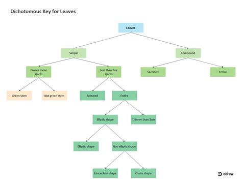 Dichotomous Key For Leaves Edrawmax Editable Template Dichotomous