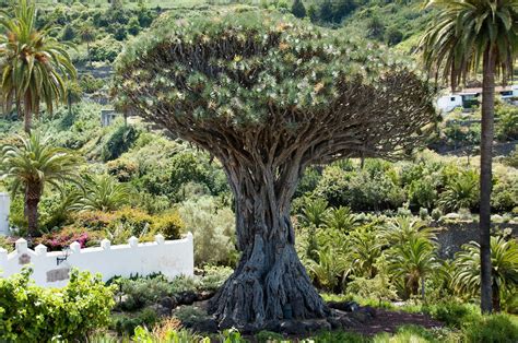 Hespérides El drago sangre de dragones en Canarias I Red De