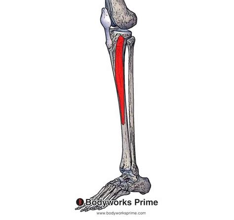 Tibialis Posterior Anatomy