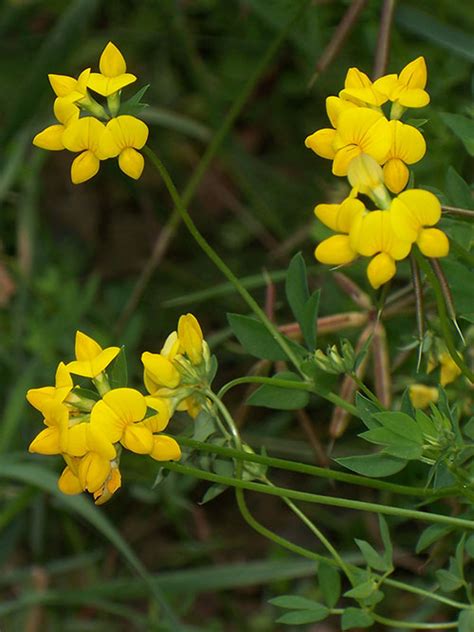 Bird S Foot Trefoil Seed Norcen Lotus Corniculatus Seed Norcen