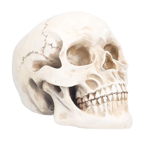 Life Size Human Skull Model Replica Realistic Human Adult Skull