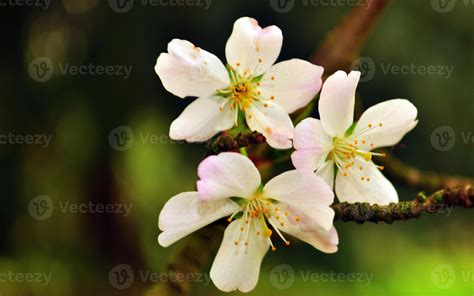 Various tropical floral and tropical plants 23010389 Stock Photo at ...